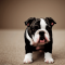 Miniature Bulldog dog profile picture