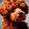 Miniatűr uszkár kutya profilkép