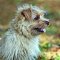 Norfolk terrier kutya profilkép