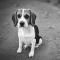 North Country Beagle kutya profilkép