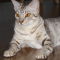 Ocicat cat profile picture