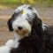 Old English Sheepdog dog profile picture