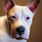 Óangol terrier kutya profilkép