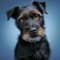 Patterdale Terrier dog profile picture