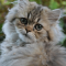 Persian cat profile picture
