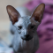 Peterbald cat profile picture