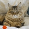 Pixie-Bob cat profile picture