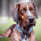 Plott Hound dog profile picture