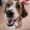 Pocket Beagle dog profile picture