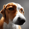 Poitevin dog profile picture