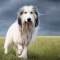 Lengyel alföldi juhászkutya kutya profilkép
