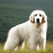 Polish Tatra Sheepdog dog profile picture