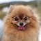 Pomeranian dog profile picture