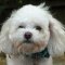 Poochon dog profile picture