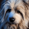 Pyrenean Shepherd dog profile picture