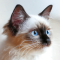 Ragdoll cat profile picture