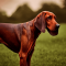 Redbone Coonhound dog profile picture
