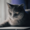 Russian Blue cat profile picture