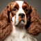 Russian Spaniel dog profile picture