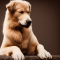 Russian Tracker dog profile picture