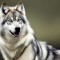 Saarloos Wolfdog dog profile picture