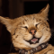 Savannah cat profile picture