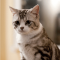 Scottish Fold cat profile picture