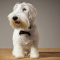 Sealyham terrier kutya profilkép