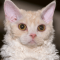 Selkirk Rex cat profile picture