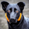 Seskar Seal Dog dog profile picture