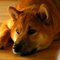 Shiba Inu kutya profilkép