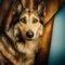 Shiloh juhászkutya kutya profilkép