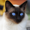 Siamese cat profile picture