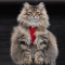 Siberian cat profile picture