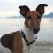 Smooth Fox Terrier dog profile picture