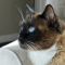 Snowshoe cat profile picture