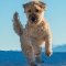 Ír lágyszőrű búzaszínű terrier kutya profilkép