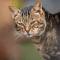 Sokoke cat profile picture