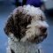 Spanish Water Dog dog profile picture