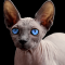 Szfinx macska profilképe