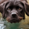 St. John's water dog kutya profilkép