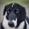 Stabyhoun dog profile picture