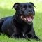 Staffordshire bullterrier kutya profilkép