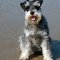 Standard Schnauzer dog profile picture