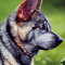 Swedish Vallhund dog profile picture