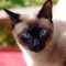 Thai cat profile picture