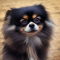 Tibetan Pom dog profile picture