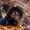 Tibetan Spaniel dog profile picture