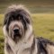 Tibetan Wolfhound dog profile picture