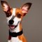 Toy Foxy Rat Terrier dog profile picture